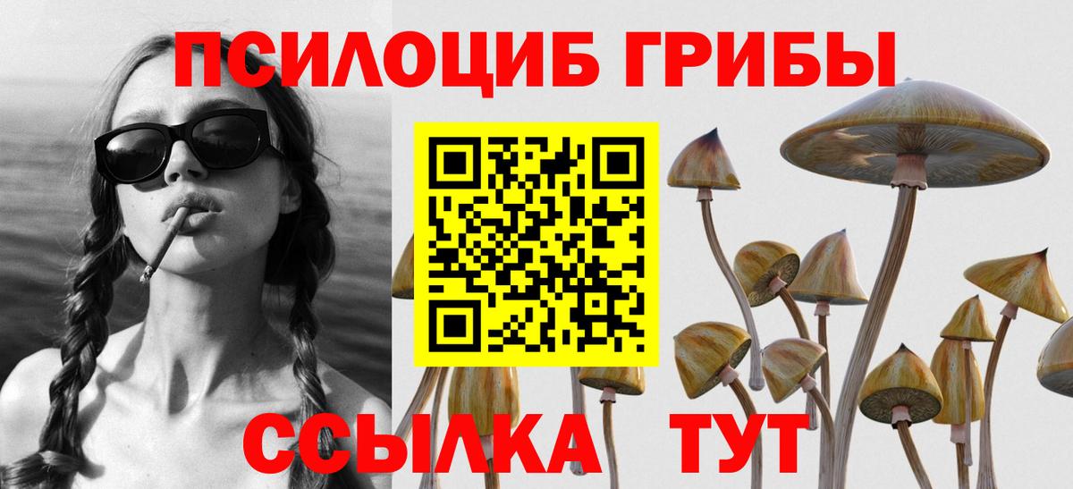 Галлюциногенные грибы Psilocybe Ейск
